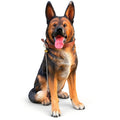 German Shepherd Dog Statue, Sitting Guard Sculpture - Black Brown