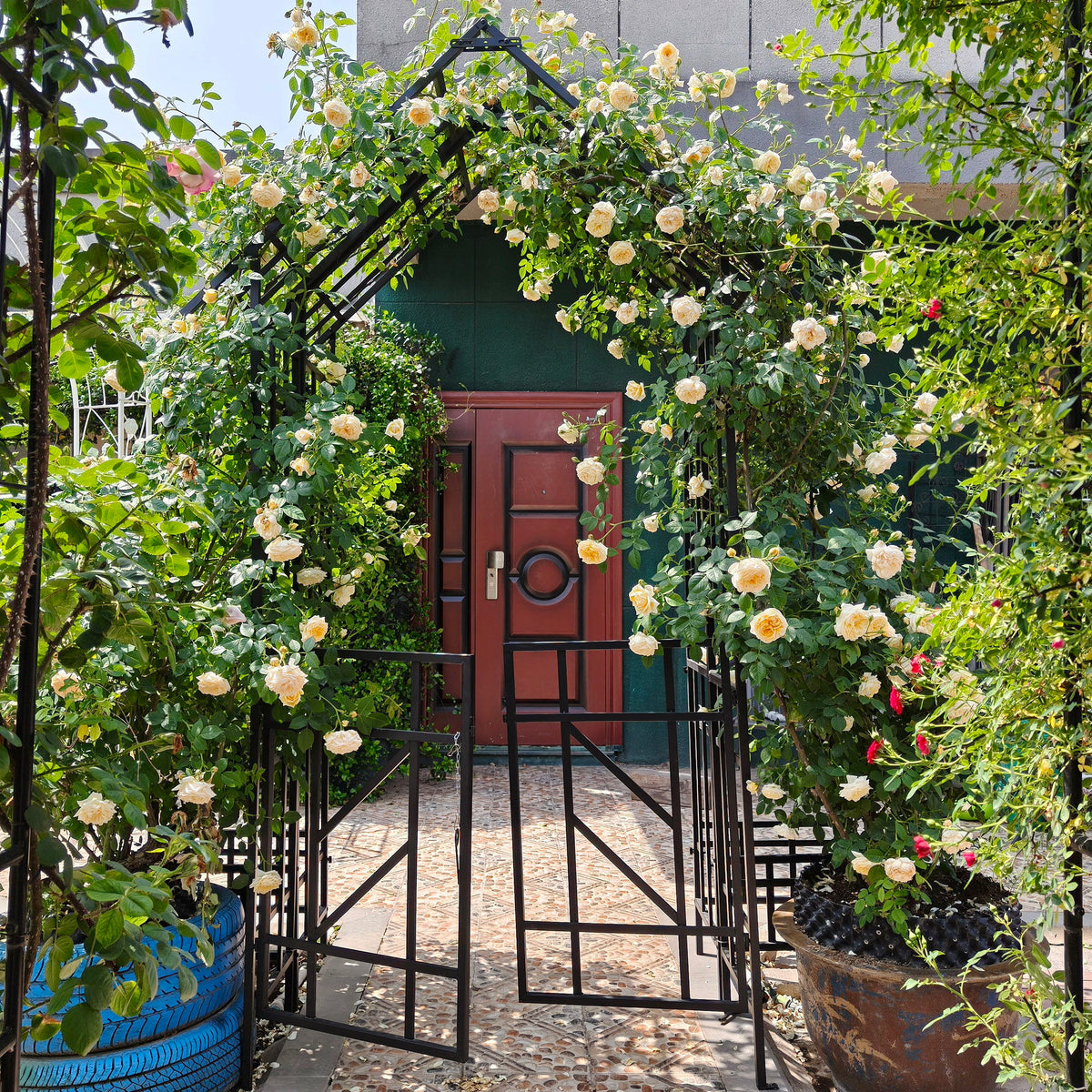 Garden Arch With Gate Climbing Plants Support Outdoor - Black